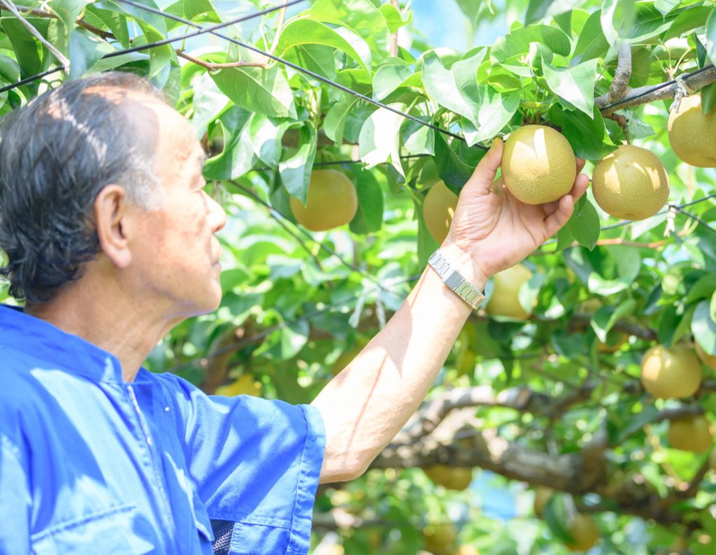 農薬を減らした栽培に挑戦